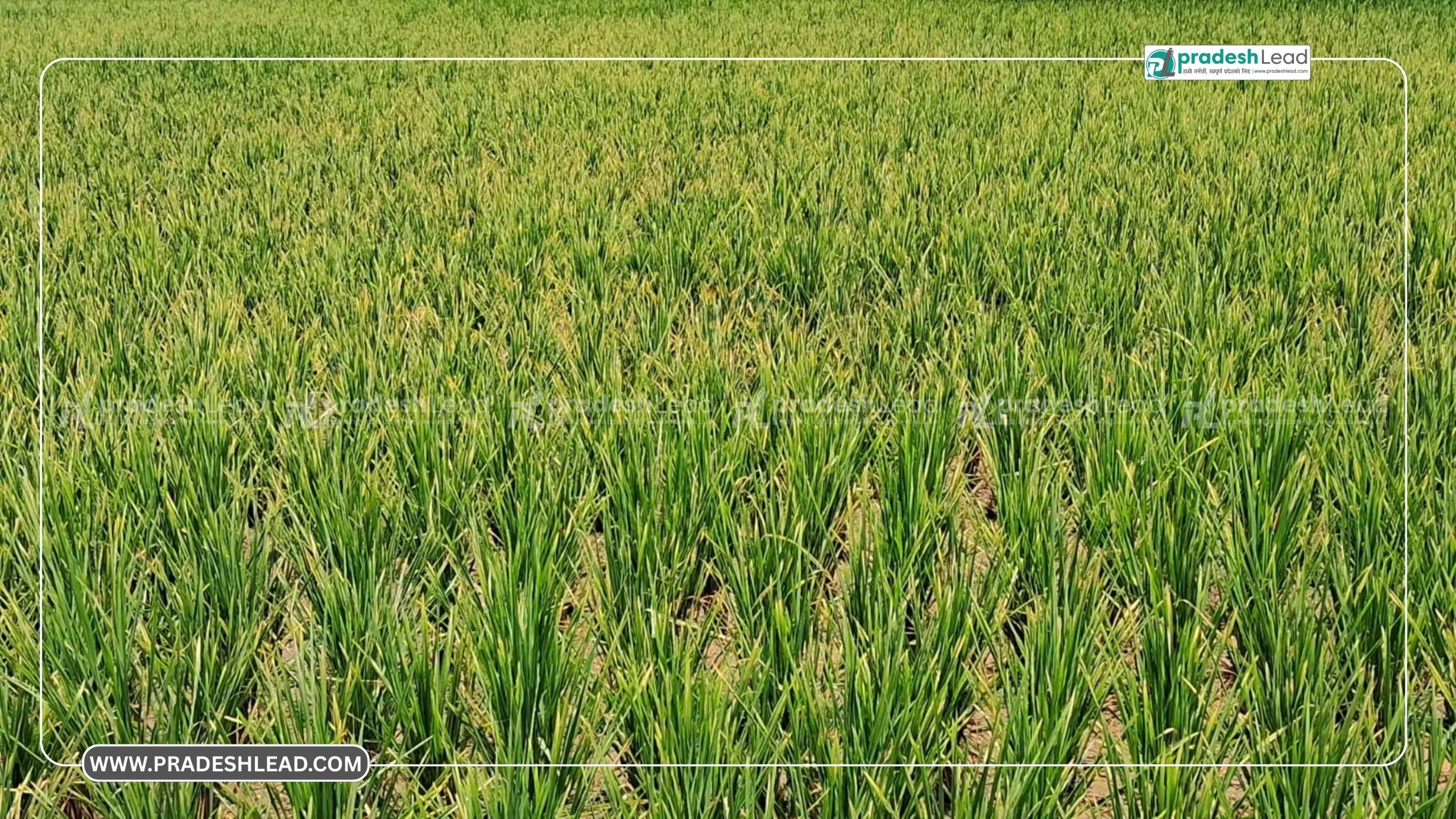 Brown Planthopper Infestation Spreads in Parsa’s Rice Fields, Farmers Worried