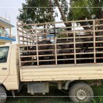 Three Detained with 10 Buffalo Calves in Parsa