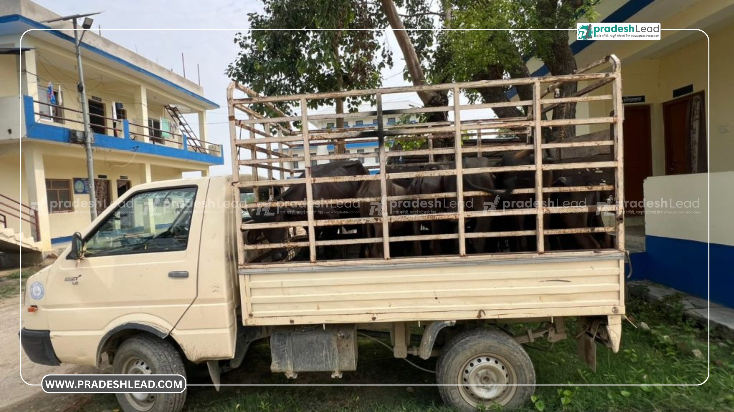 Three Detained with 10 Buffalo Calves in Parsa
